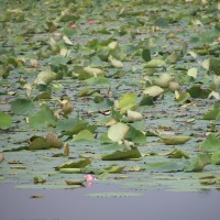 Nelumbo nucifera Gaertn.